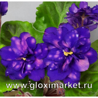 Фиалка Волшебная Ночь ( укорененный лист с детками )